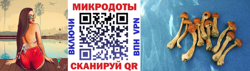 Псилоцибиновые грибы мицелий  хочу наркоту  Горно-Алтайск 